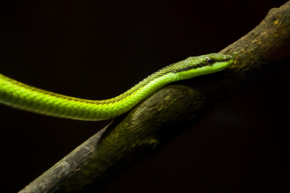 Green Barons Racer slithers around on a branch in the Akron Zoo reptile exhibit, March 6, 2026.