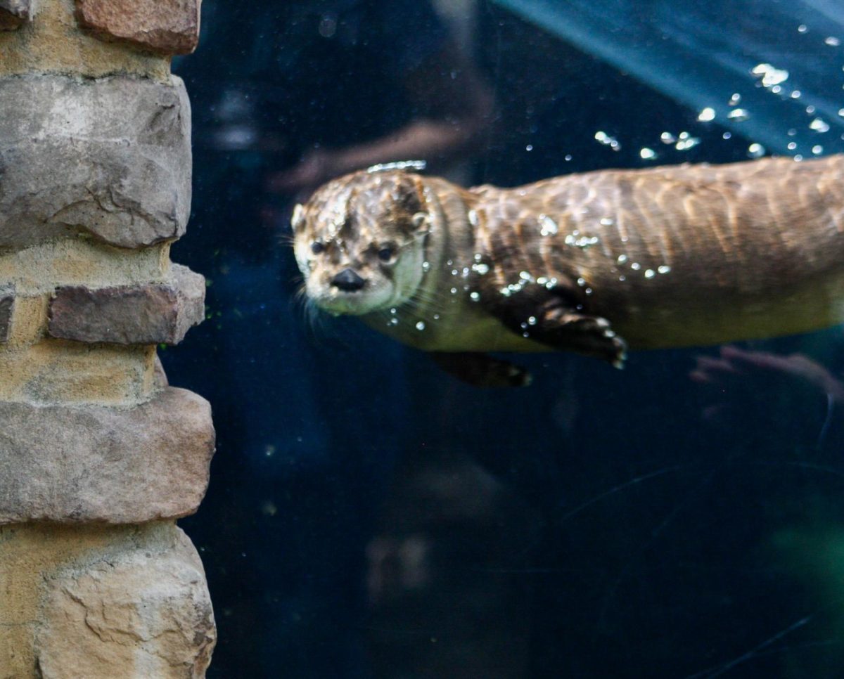 A North American River otters swims by to greet visitors at the Akron Zoo, March 6, 2026.